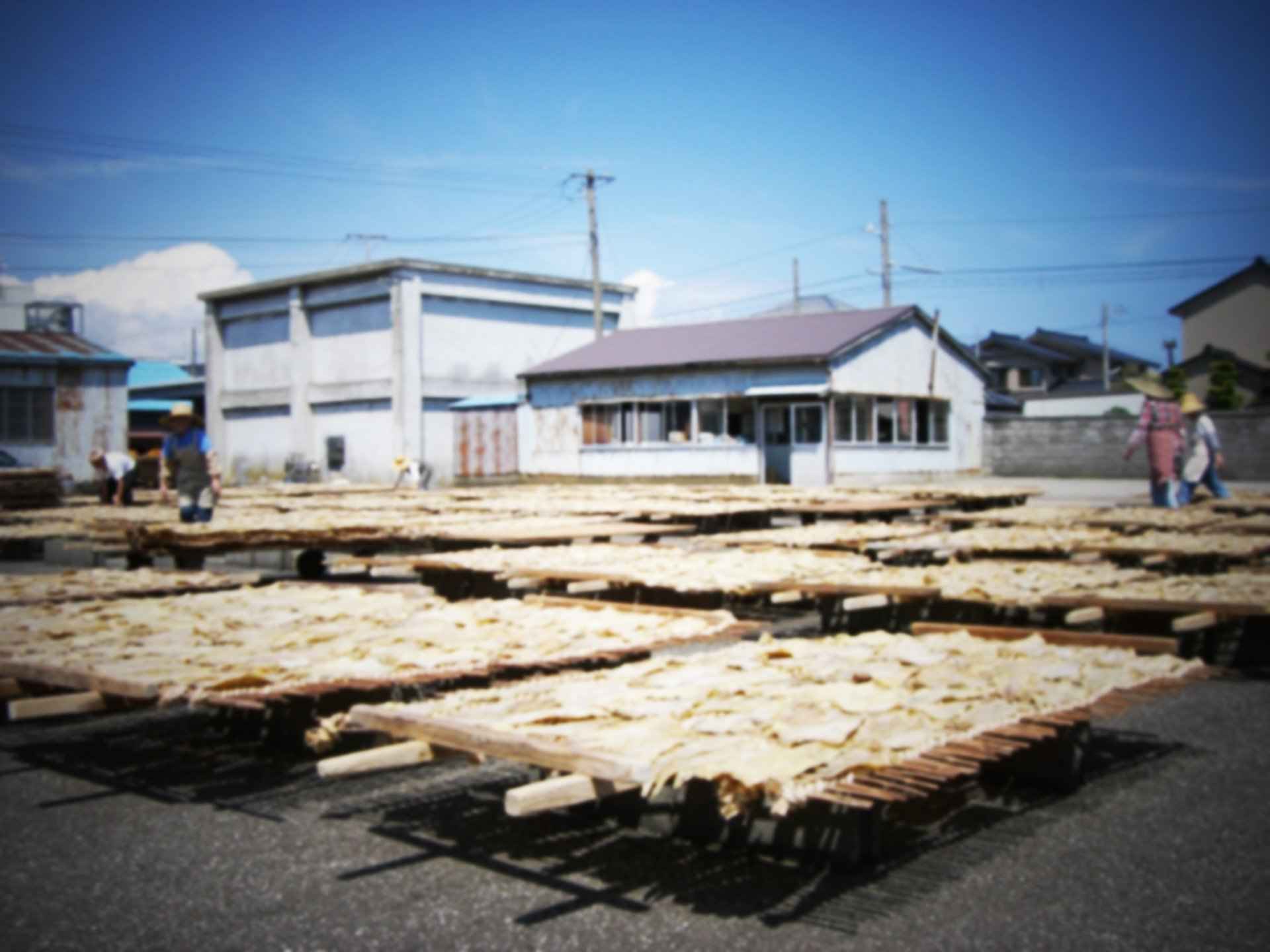 ="鱈の天日干し"